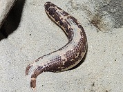 ケニアスナボア