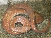 コロンビアレインボーボア