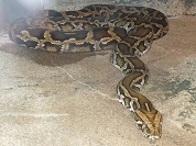 ビルマニシキヘビ