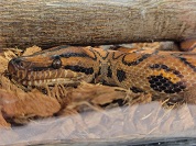 ブラジルレンボーボア