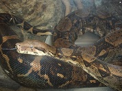 ボアコンストリクター