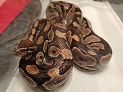 ボールニシキヘビ（ボールパイソン）