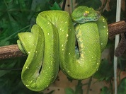 ミドリニシキヘビ（グリーンパイソン）