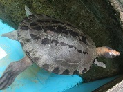 カラグールガメ