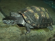 カントンクサガメ