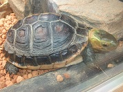 セマルハコガメ