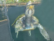 ニシキセタカガメ