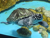 ハミルトンガメ