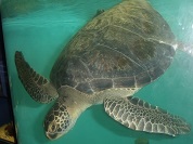 クロウミガメ