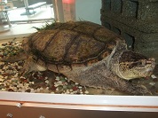 カミツキガメ
