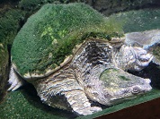ホクベイカミツキガメ