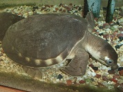 スッポンモドキ（ブタバナガメ）