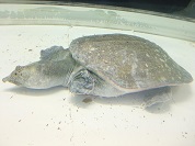 インドシナオオスッポン