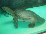 ナイルスッポン