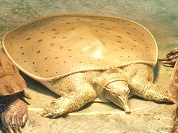 ヒガシトゲスッポン