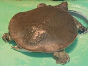 フロリダスッポン