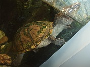 カブトニオイガメ