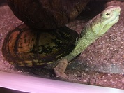 キイロドロガメ