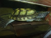 スジオオニオイガメ