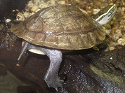 アンボイナハコガメ