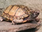 ガルフコーストハコガメ