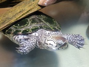 キスイガメ（ダイヤモンドガメ）