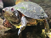 キボシイシガメ