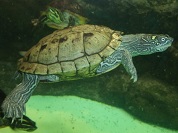 フトマユチズガメ