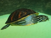 フロリダアカハラガメ