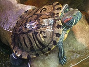 ミシシッピアカミミガメ