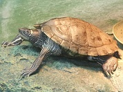 ミシシッピチズガメ