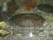 ギザミネヘビクビガメ