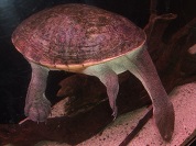 ジーベンロックナガクビガメ