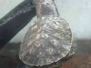 ジョフロアカエルガメ