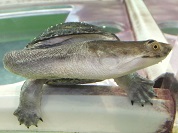 チリメンナガクビガメ