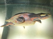 ニシキマゲクビガメ