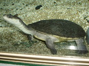 ニューギニアヘビクビガメ