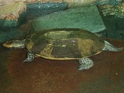 ヒラタヘビクビガメ