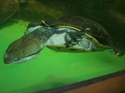 ヒラリーカエルガメ