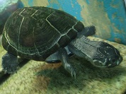 オカバンゴハコヨコクビガメ