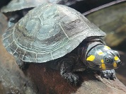 モンキヨコクビガメ