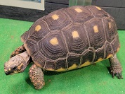 アカアシガメ（アカアシリクガメ）