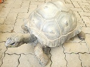 アルダブラゾウガメ