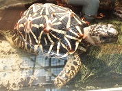 インドホシガメ