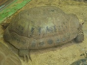 エロンガータリクガメ