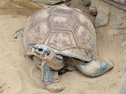 ガラパゴスゾウガメ