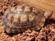 ギリシャリクガメ