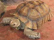 ケヅメリクガメ