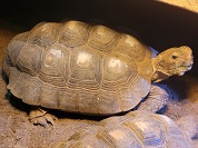 テキサスゴファーガメ