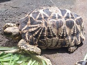 ビルマホシガメ